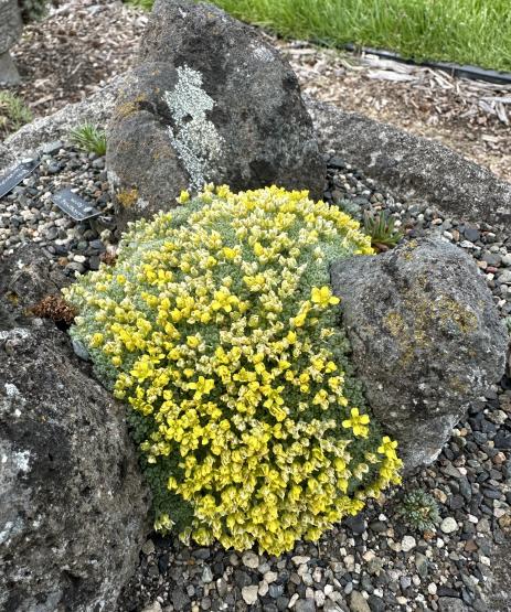 Draba acaulis        