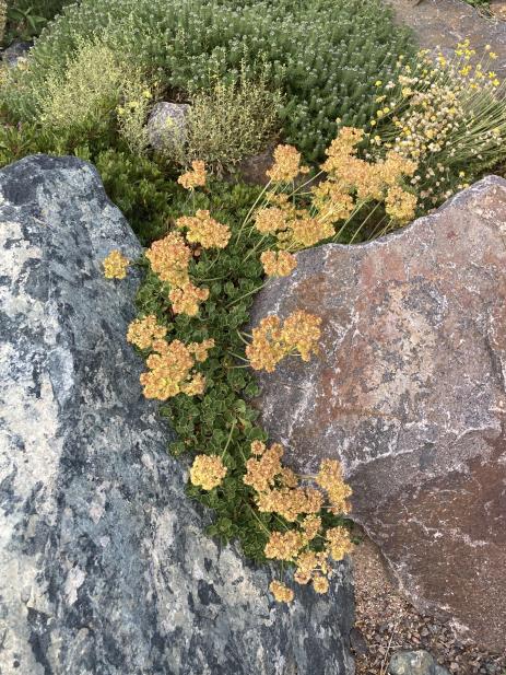 Summer bloom on Eriogonum umbellatum var. aureum ‘Kannah Creek'