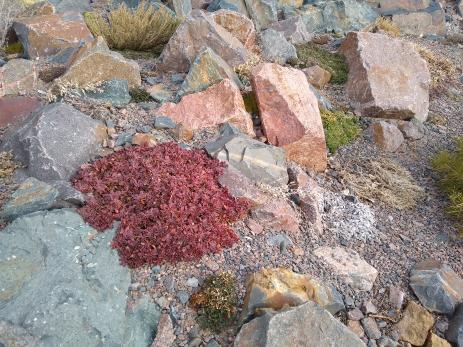 Winter color on Eriogonum umbellatum var. aureum ‘Kannah Creek’