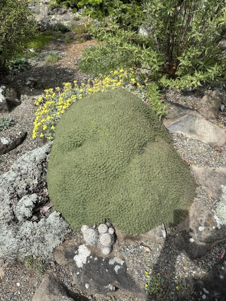 Euphorbia clavarioides v. truncata in Kathy’s garden (photo by Panayoti Kelaidis) 