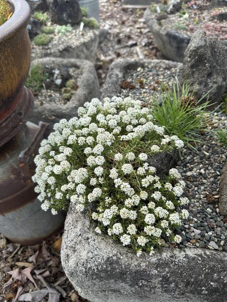 Iberis sp. in a trough