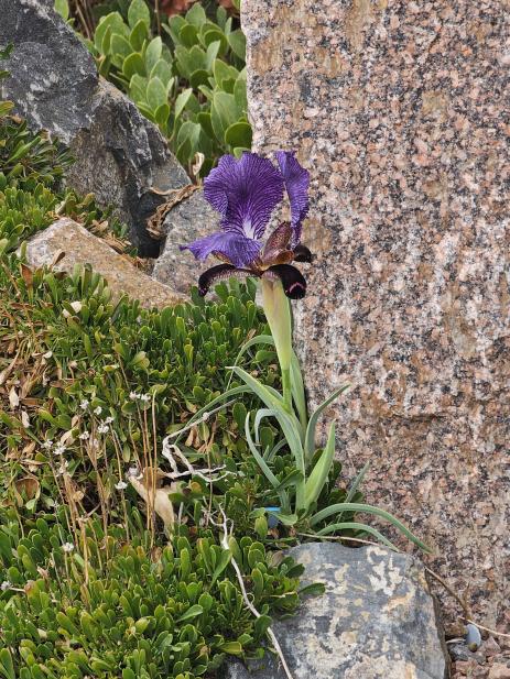 Iris paradoxa from Armenia flowering in the Crevice Garden. 