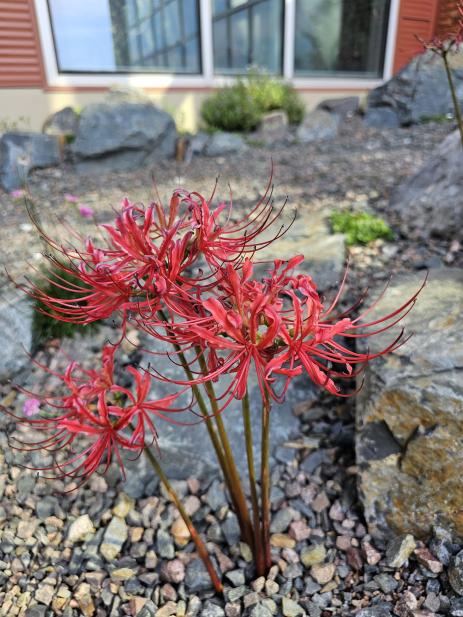 Lycoris radiata