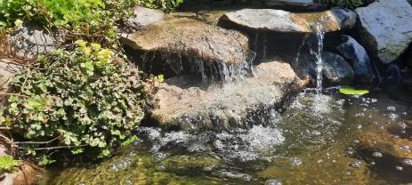 Liverwort thriving at the edge of  the water