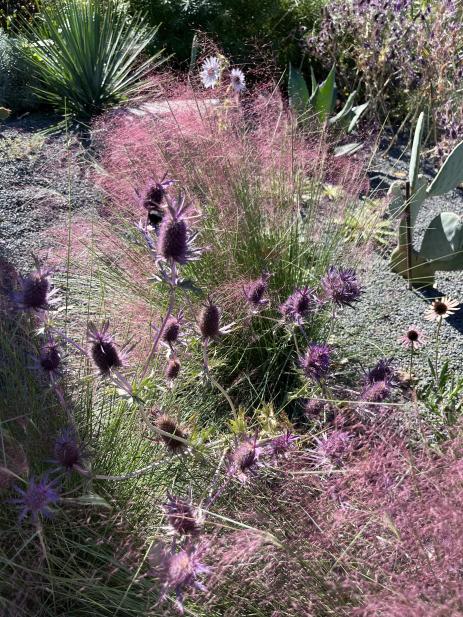 Muhlenbergia capillaris and Eryngium leavenworthii in October 