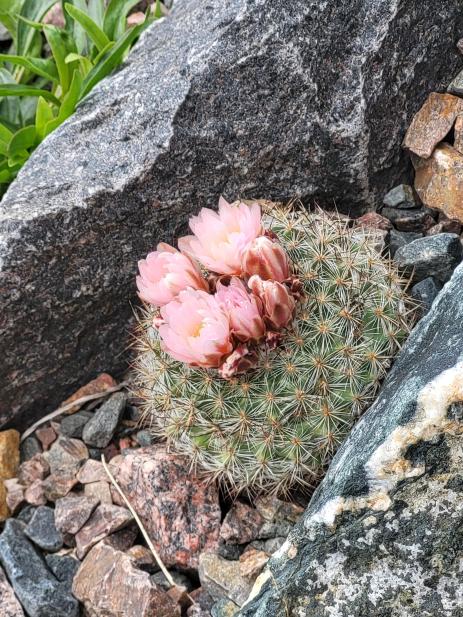 Pediocactus simpsonii thrives in the perfect drainage of the Crevice Garden.