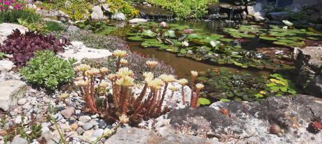 Petrosedum ochroleucum