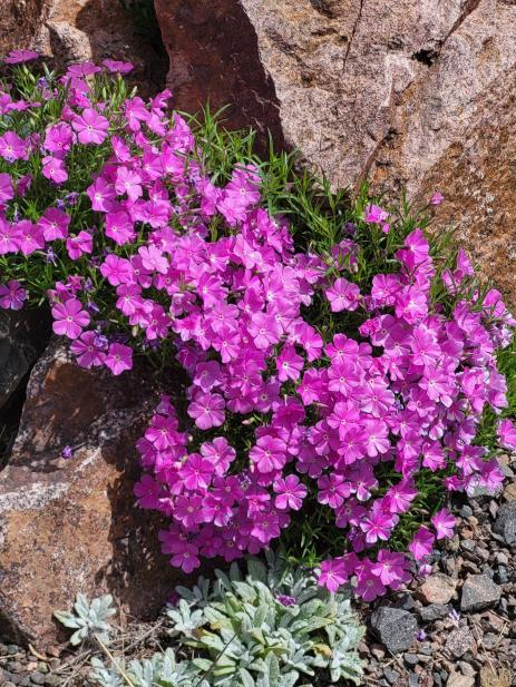 Phlox nana        