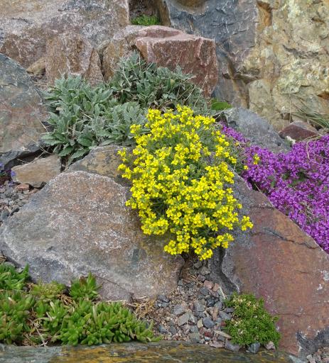 Physaria ovalifolia