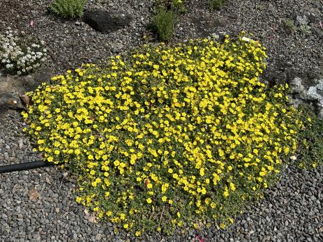 Potentilla pusilla