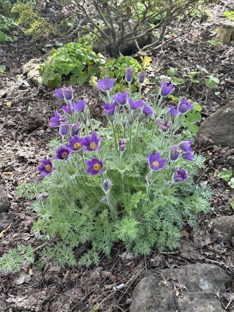 Pulsatilla sp. 