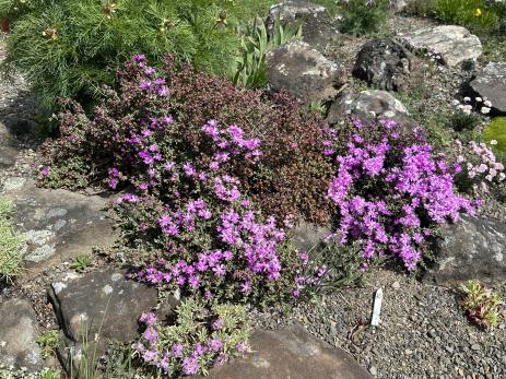 Ruschia hamata 