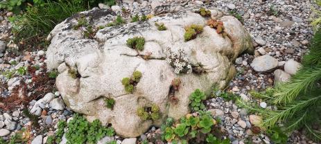 The sedum rock