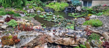 The sempervivum rock