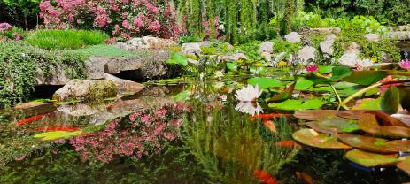 Lagerstroemia hybrid, Larix decidua ‘Pendula’, sedums, and  Lysimachia nummularia reflected in the pond