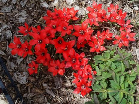 Tulipa linifolia        