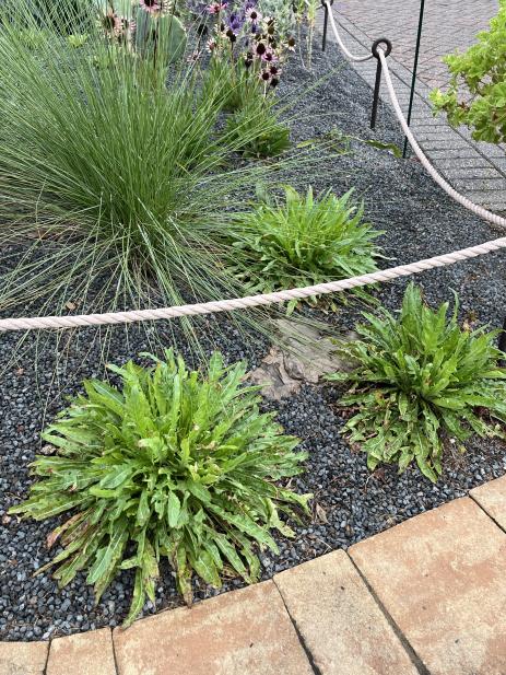 Close look at Oenothera acaulis ‘Aurea’ 