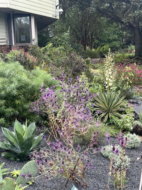 Eryngium leavenworthii and Yucca at the end of September