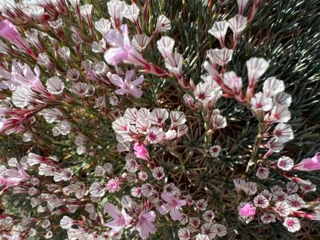 Acantholimon hohenackeri