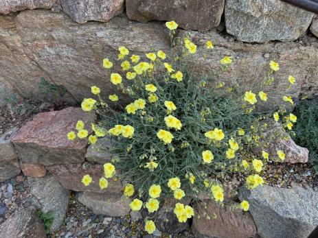 Sun rose (Helianthemum) growing in a pocket of soil in the rocks.