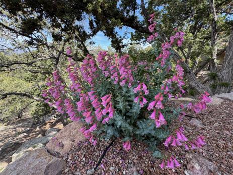 Penstemon clutei