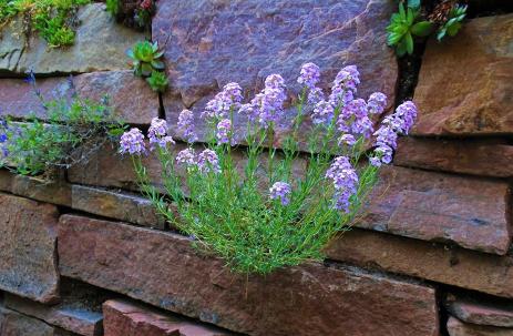 Aethionema grandiflorum growing on a crack in a wall.