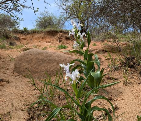 Iris magnifica, white form, Amankutan Pass, Uzbekistan