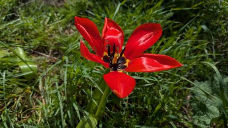 Tulipa fosteriana Amankutan Pass, Uzbekistan