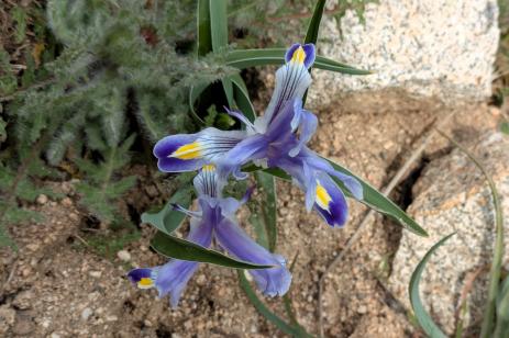 Rare endemic Iris warleyensis Amankutan Pass, Uzbekistan