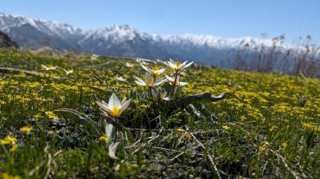 Tulipa bifloriformis Amirsoy, Uzbekistan