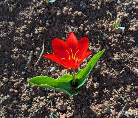 Tulipa kaufmanniana Amirsoy, Uzbekistan 
