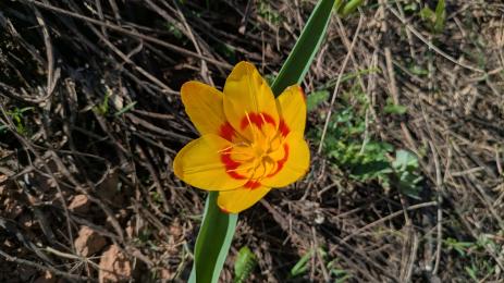 Tulipa dubia Chimgan, Uzbekistan