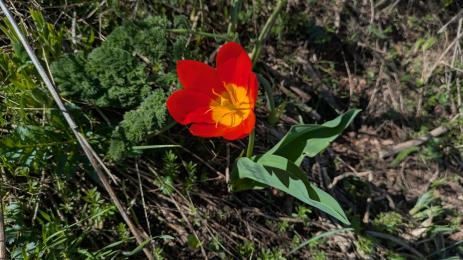 Tulipa greigii Chimgan, Uzbekistan