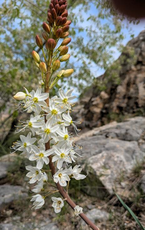 Eremurus lactiflorus  Chorvoq, Uzbekistan