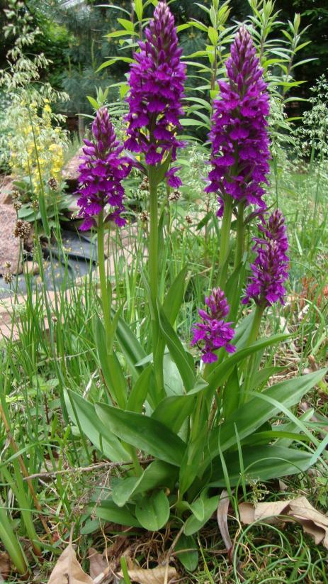 Dactylorhiza foliosa