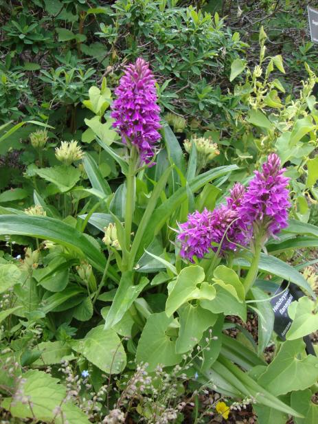 Dactylorhiza sp.