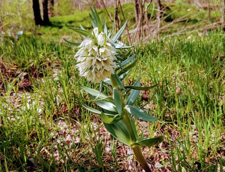 Fritillaria bucharica by Highway A35 in Tajikistan