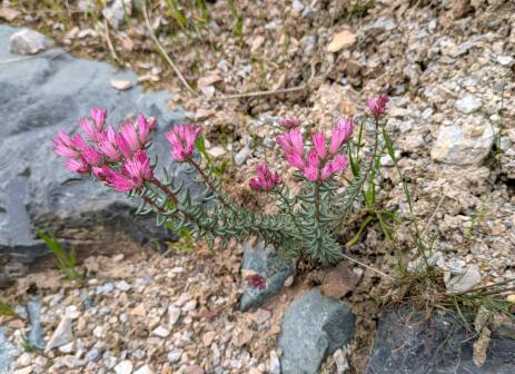Pseudosedum lievenii Karatag, Tajikistan