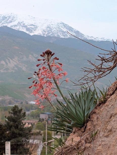 Eremurus albertii Karatag, Tajikistan