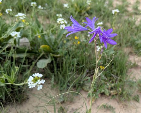 Ixiolirion tataricum near Shahrisabz, Uzbekistan