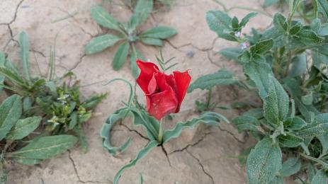 Tulipa micheliana near Shahrisabz, Uzbekistan