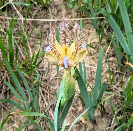 Iris lineata Nurek, Tajikistan