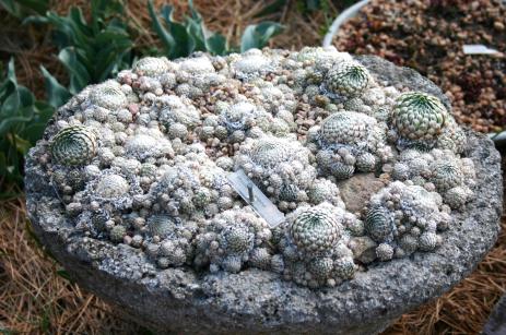 Orostachys spinosa thrives in a shallow pot.