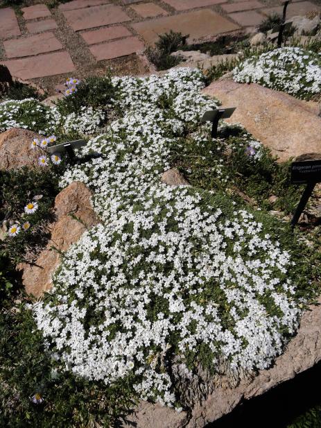 Phlox condensata thriving in a massive trough at Denver Botanic Gardens