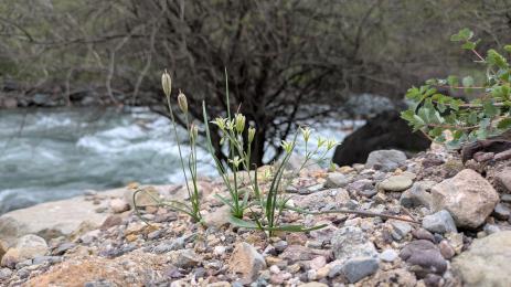 Gagea graminifolia Romit, Tajikistan