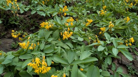 Gymnospermium darwasicum Varzob, Tajikistan