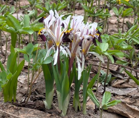 Iris rosenbachiana Varzob, Tajikistan