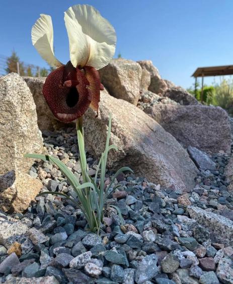 Iris iberica subsp. elegantissima      