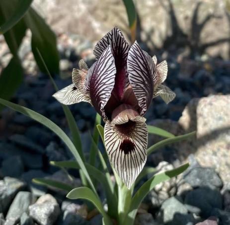 Iris grossheimii