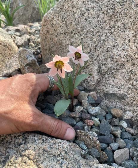 Fritillaria rugillosa       